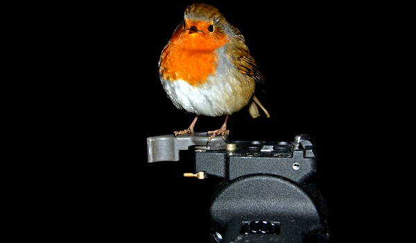 trípode con pájaro encima