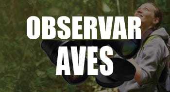 prismaticos observar aves